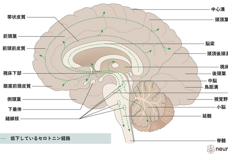 神経局在診断 その解剖,生理,臨床 神経局在診断 / B¨ahr，Mathias/Frotscher
